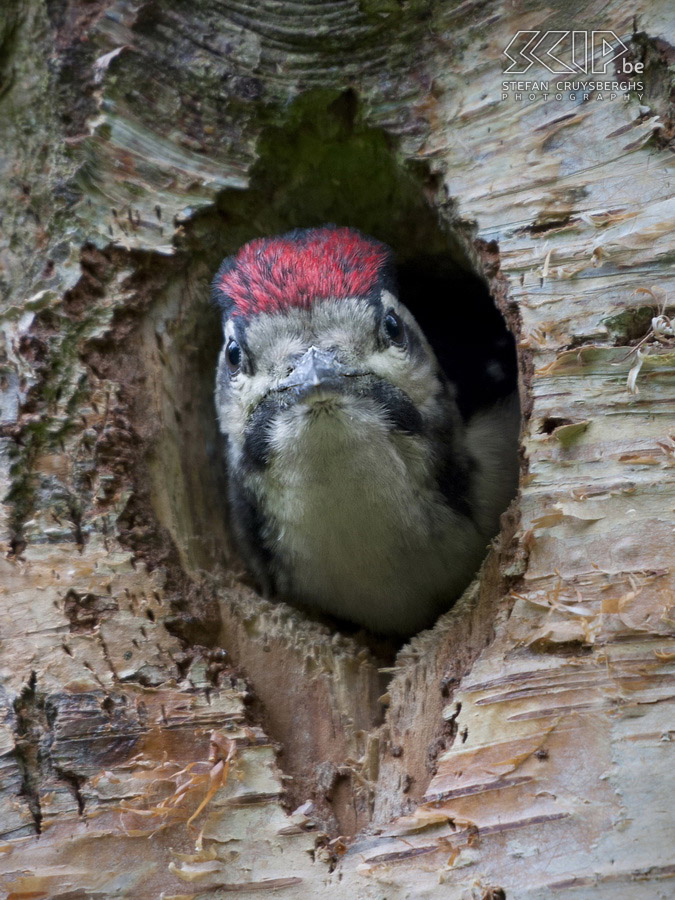 Young wild animals - Juvenile woodpecker This spring I spent a lot of time in nature and I had some unique opportunities to photograph some young animals and birds. These are my best photos of a wild boar piglet, young tawny owls, a juvenile woodpecker and a cute red fox cub. All photos except the ones of the wild boars are made in their natural habitat in my home region.  Stefan Cruysberghs